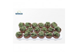 Cactus Lobivia Densispina Cristata