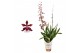 Oncidium cherry baby 2 tak 