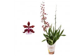 Oncidium cherry baby 2 tak