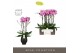 Phalaenopsis roze Impresso Amalia - 4 tak, 40+ bloem - Abruzzo Black A 