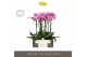 Phalaenopsis roze Impresso Amalia - 4 tak, 40+ bloem - Abruzzo Black A 