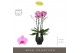 Phalaenopsis roze Impresso Amalia - 4 tak, 40+ bloem - Abruzzo Black A 