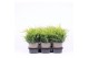Juniperus x pfitzeriana gold coast 