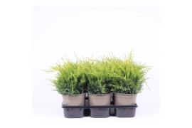 Juniperus x pfitzeriana gold coast