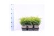 Juniperus x pfitzeriana gold coast 