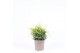 Juniperus x pfitzeriana gold coast 