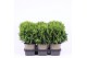 Thuja occ. danica 