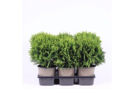 Thuja occ. danica