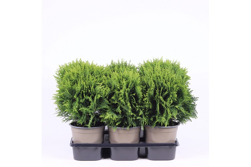 Thuja occ. danica 