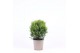 Thuja occ. danica 