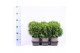 Thuja occ. danica 