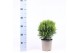 Thuja occ. danica 
