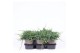 Juniperus horizontalis wiltonii 