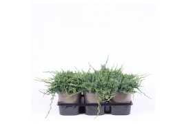 Juniperus horizontalis wiltonii