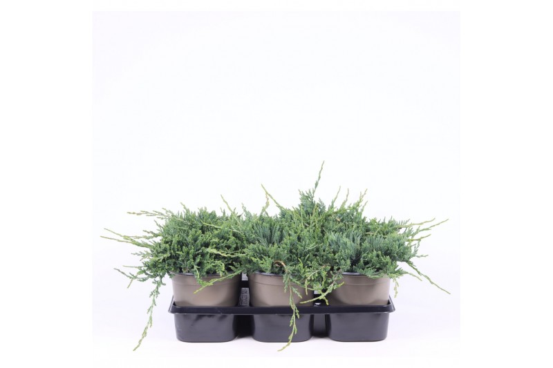 Juniperus horizontalis wiltonii 