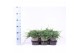 Juniperus horizontalis wiltonii 