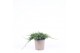 Juniperus horizontalis wiltonii 