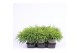 Chamaecyparis pisifera sungold 