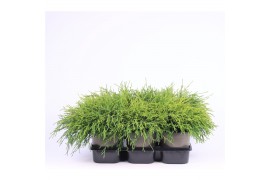 Chamaecyparis pisifera sungold