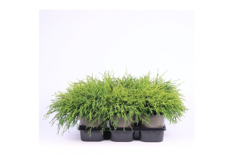 Chamaecyparis pisifera sungold 