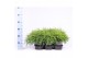Chamaecyparis pisifera sungold 