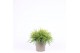 Chamaecyparis pisifera sungold 