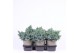 Juniperus squamata blue star 