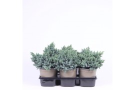 Juniperus squamata blue star