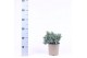Juniperus squamata blue star 