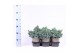 Juniperus squamata blue star 
