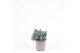 Juniperus squamata blue star 