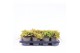 Juniperus horizontalis golden carpet 