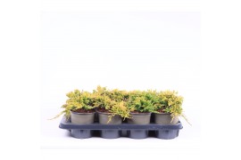 Juniperus horizontalis golden carpet