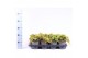 Juniperus horizontalis golden carpet 