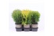Thuja occidentalis mix 