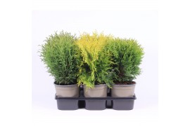 Thuja occidentalis mix