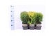 Thuja occidentalis mix 