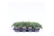 Juniperus horizontalis wiltonii 