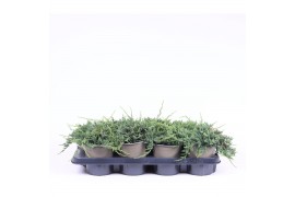 Juniperus horizontalis wiltonii