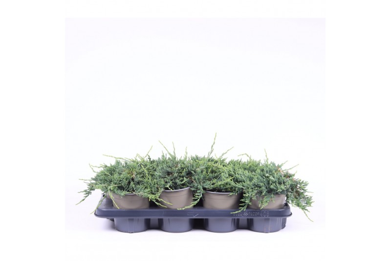 Juniperus horizontalis wiltonii 
