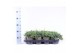 Juniperus horizontalis wiltonii 