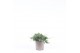 Juniperus horizontalis wiltonii 