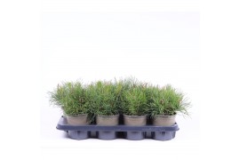 Pinus mugo pumilio