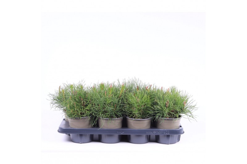 Pinus mugo pumilio 
