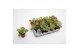 Kalanchoe thyrsiflora 