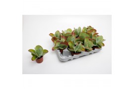 Kalanchoe thyrsiflora