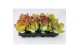 Kalanchoe thyrsiflora 