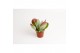 Kalanchoe thyrsiflora 