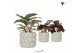 Calathea mix Kolibri Greens Calathea mix in Citrus pot green 1 pp  cm  