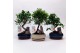Bonsai mix Landscape 